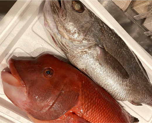 毎日大阪中央市場から届く新鮮な魚